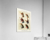 Salmon Flies  Acrylic Print