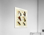 Salmon Flies Acrylic Print