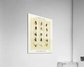 Trout Flies  Acrylic Print