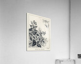 Trout Flies  Acrylic Print