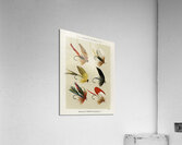 Bass Flies  Acrylic Print