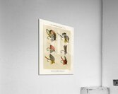 Bass Flies  Acrylic Print