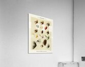 Hackles  Acrylic Print