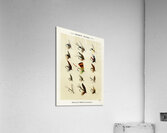 Trout Flies  Acrylic Print