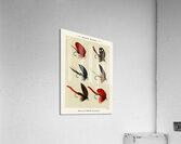 Bass Flies  Acrylic Print