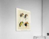 Trout & Bass Flies  Acrylic Print