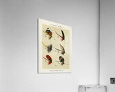 Trout & Bass Flies  Acrylic Print
