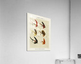 Lake Flies  Acrylic Print