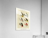 Bass Flies  Acrylic Print