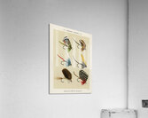 Bass Flies  Acrylic Print