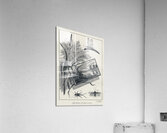 Brown Stone-flies  Acrylic Print