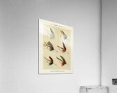 Lake Flies  Acrylic Print