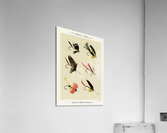 Bass Flies  Acrylic Print