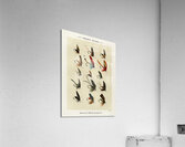 Trout Flies  Acrylic Print