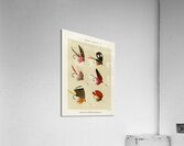 Lake Flies  Acrylic Print