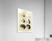 Bass Flies  Acrylic Print