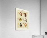 Lake Flies  Acrylic Print