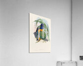 John Gould trogons 019 Acrylic Print