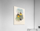 John Gould trogons 006 Acrylic Print