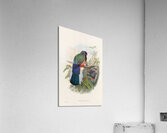 John Gould trogons 031 Acrylic Print