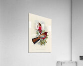 John Gould trogons 047 Acrylic Print