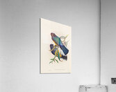 John Gould trogons 030 Acrylic Print