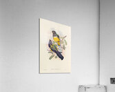 John Gould trogons 045 Acrylic Print