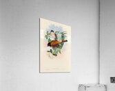 John Gould trogons 013 Acrylic Print
