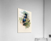 John Gould trogons 007 Acrylic Print