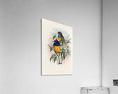 John Gould trogons 018 Acrylic Print