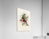 John Gould trogons 022 Acrylic Print