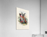 John Gould trogons 034 Acrylic Print