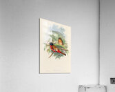 John Gould trogons 012 Acrylic Print