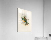 John Gould trogons 040 Acrylic Print