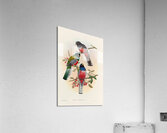 John Gould trogons 042 Acrylic Print