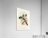John Gould trogons 041 Acrylic Print