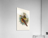 John Gould trogons 026 Acrylic Print