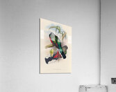 John Gould trogons 004 Acrylic Print