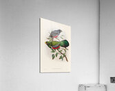 John Gould trogons 033 Acrylic Print