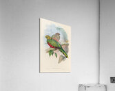 John Gould trogons 002 Acrylic Print
