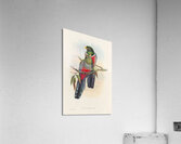 John Gould trogons 044 Acrylic Print