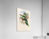 John Gould trogons 003 Acrylic Print