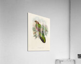 John Gould trogons 038 Acrylic Print