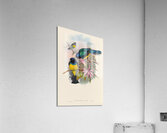John Gould trogons 008 Acrylic Print