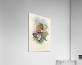 John Gould trogons 001 Acrylic Print
