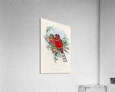 John Gould trogons 021 Acrylic Print