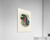 John Gould trogons 029 Acrylic Print