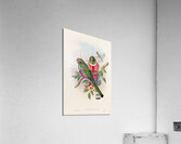 John Gould trogons 016 Acrylic Print