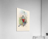 John Gould trogons 010 Acrylic Print