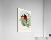 John Gould trogons 023 Acrylic Print